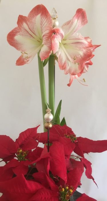 botanistix holiday amaryllis