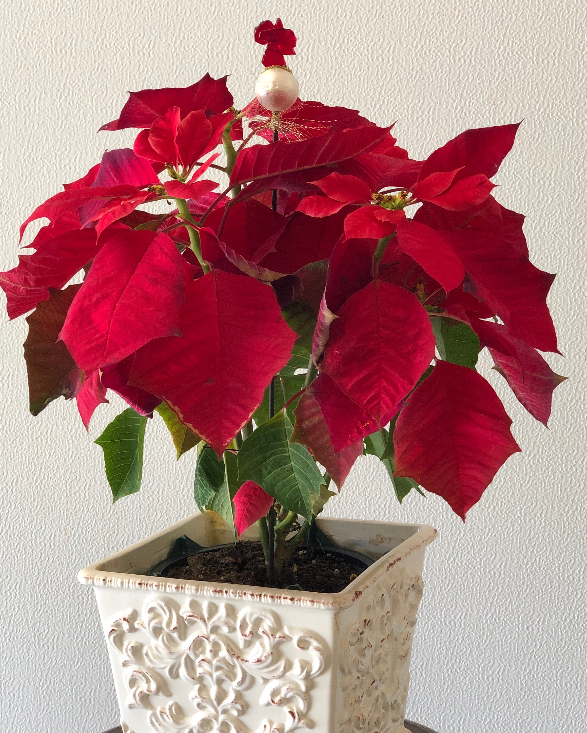 poinsettia glass botanistix