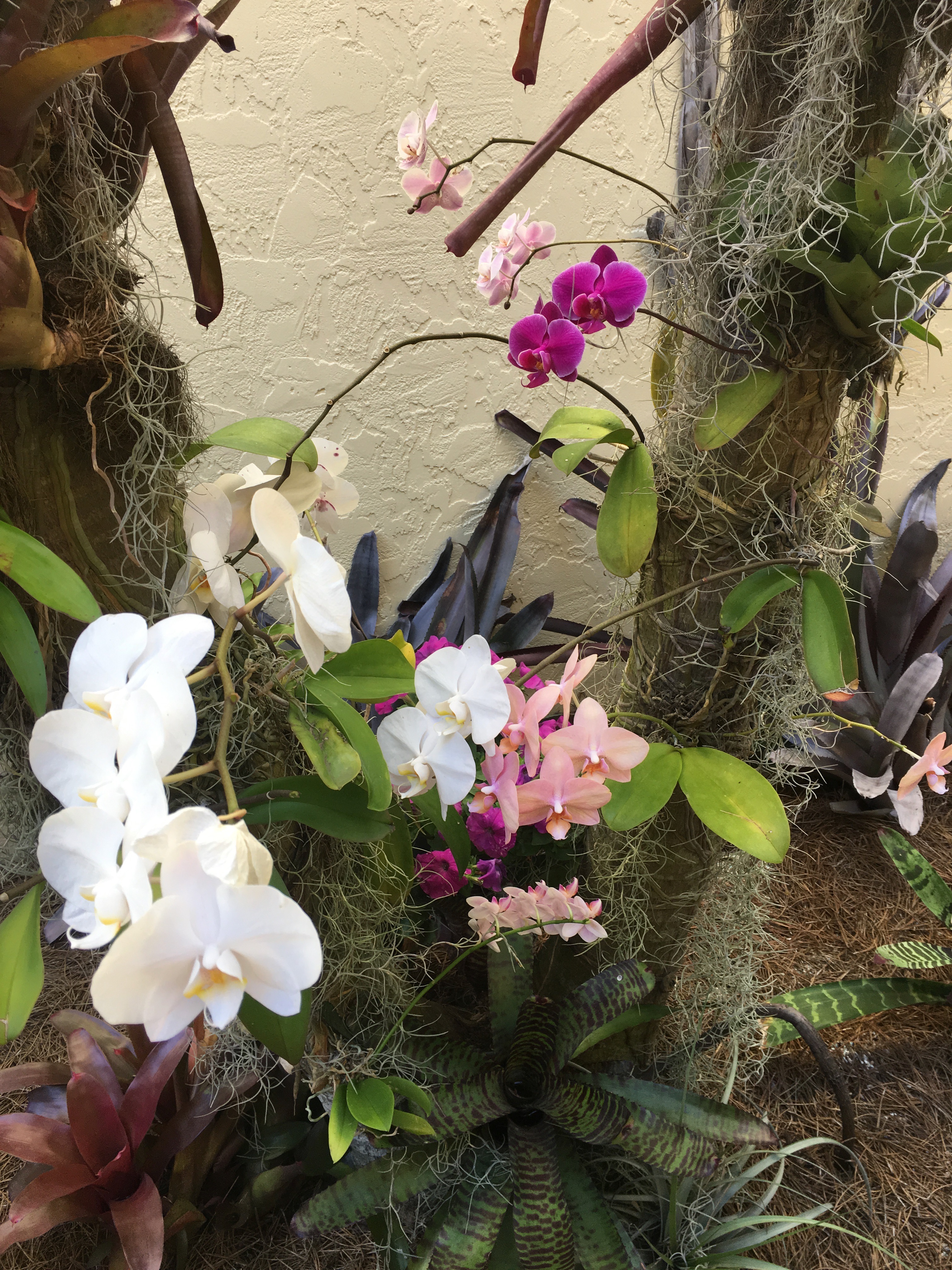 yard orchids