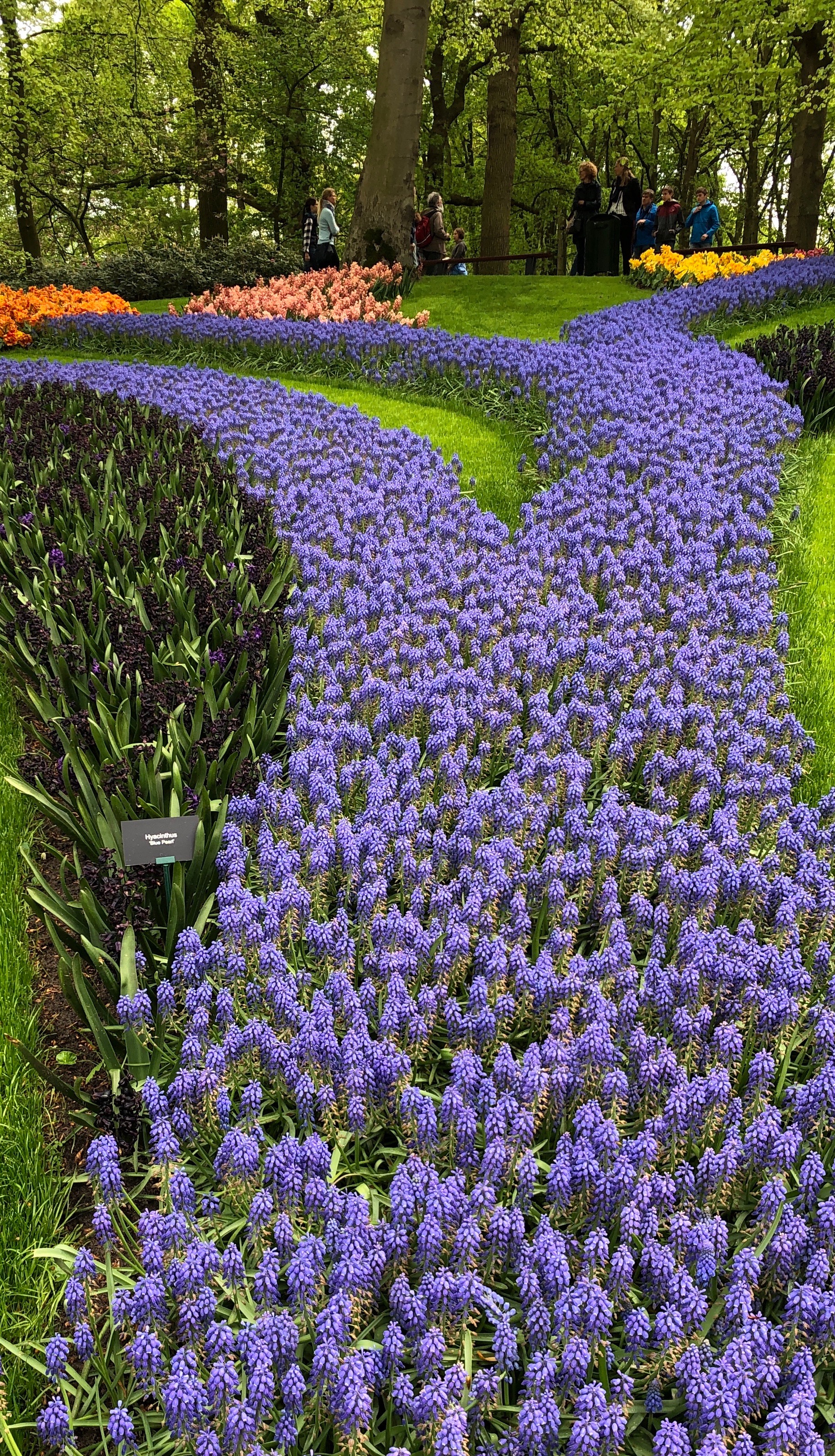 holland flowers