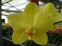 phalaenopsis orchid