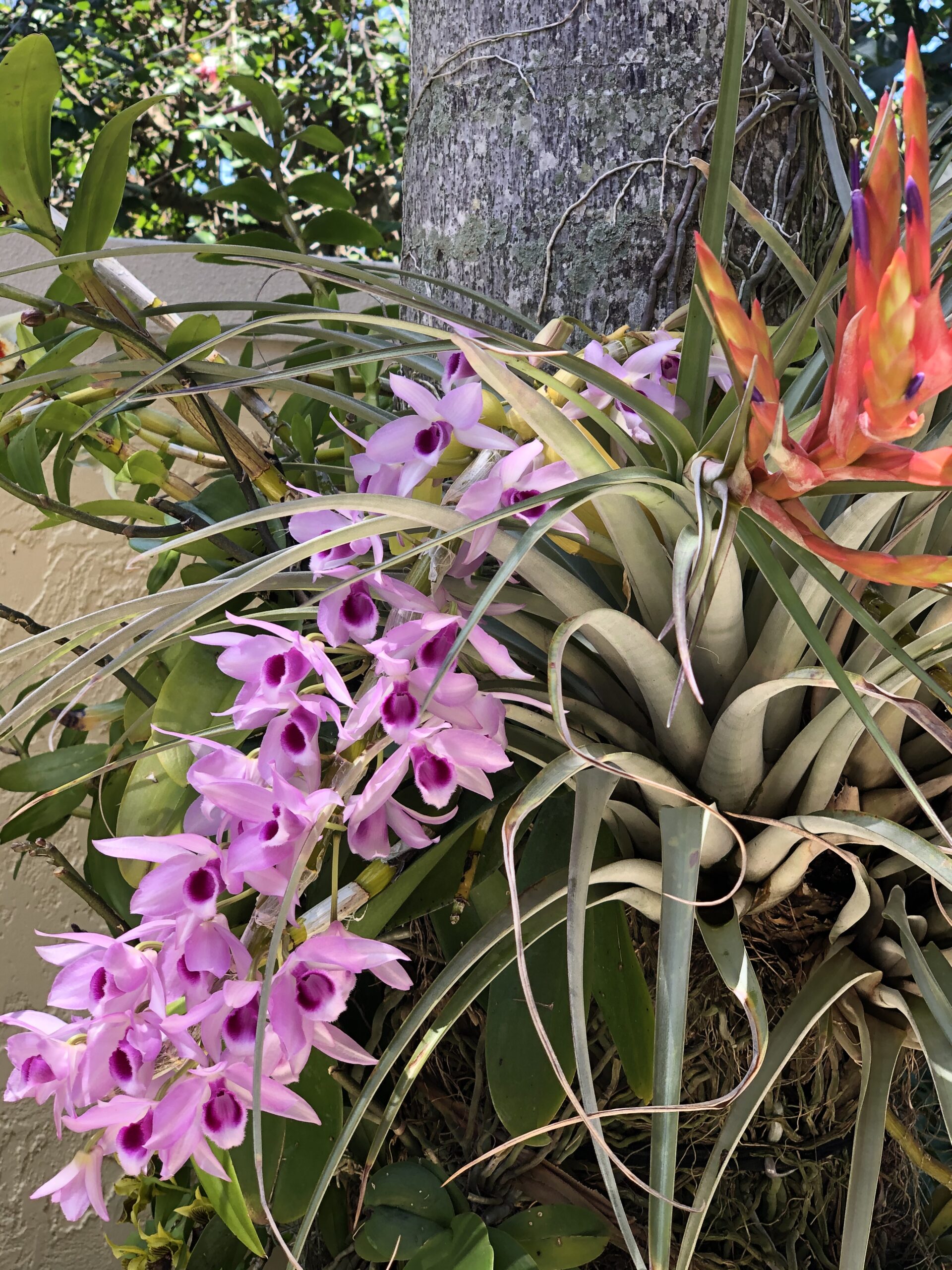 dendrobium tree orchid