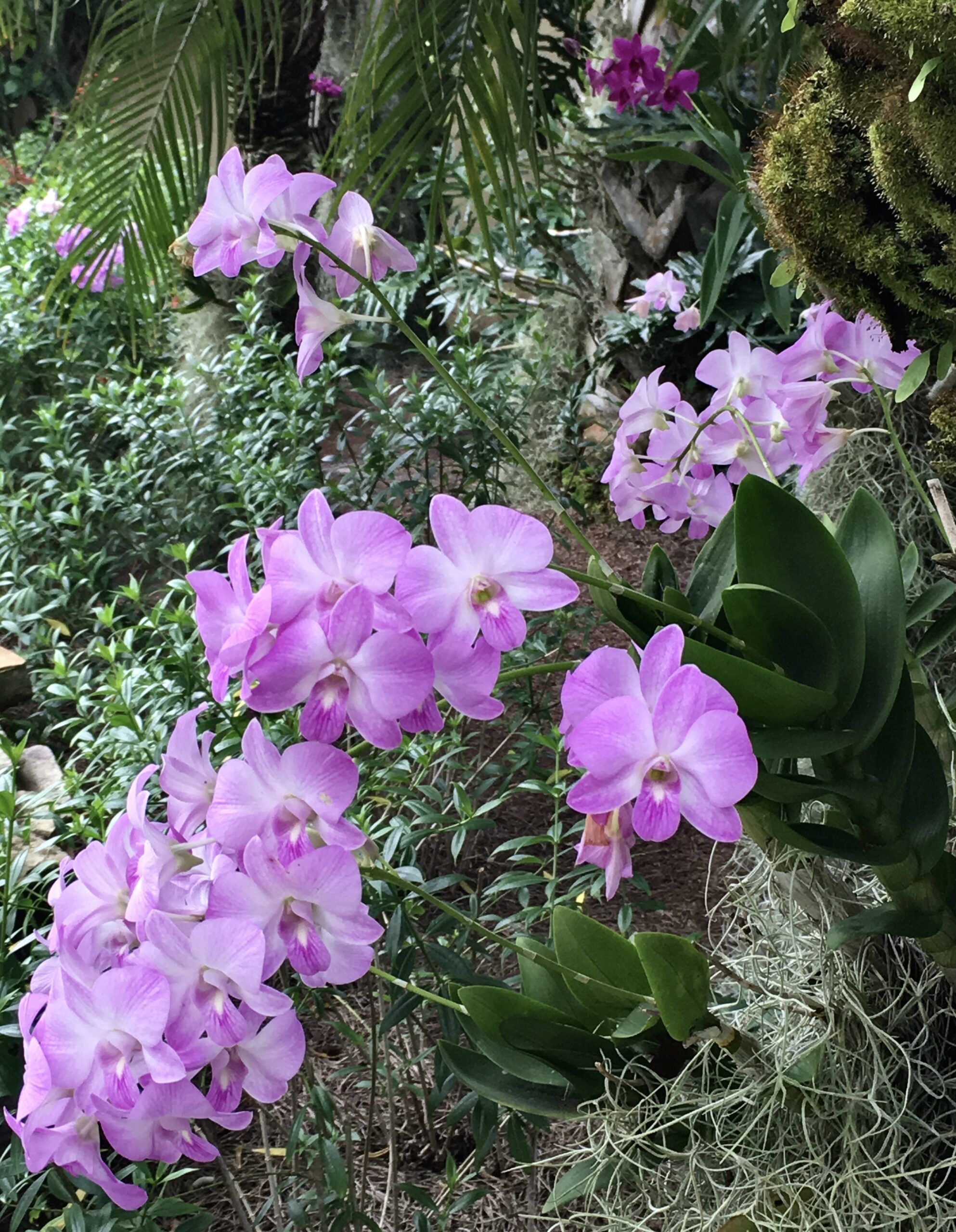 dendrobium tree orchids