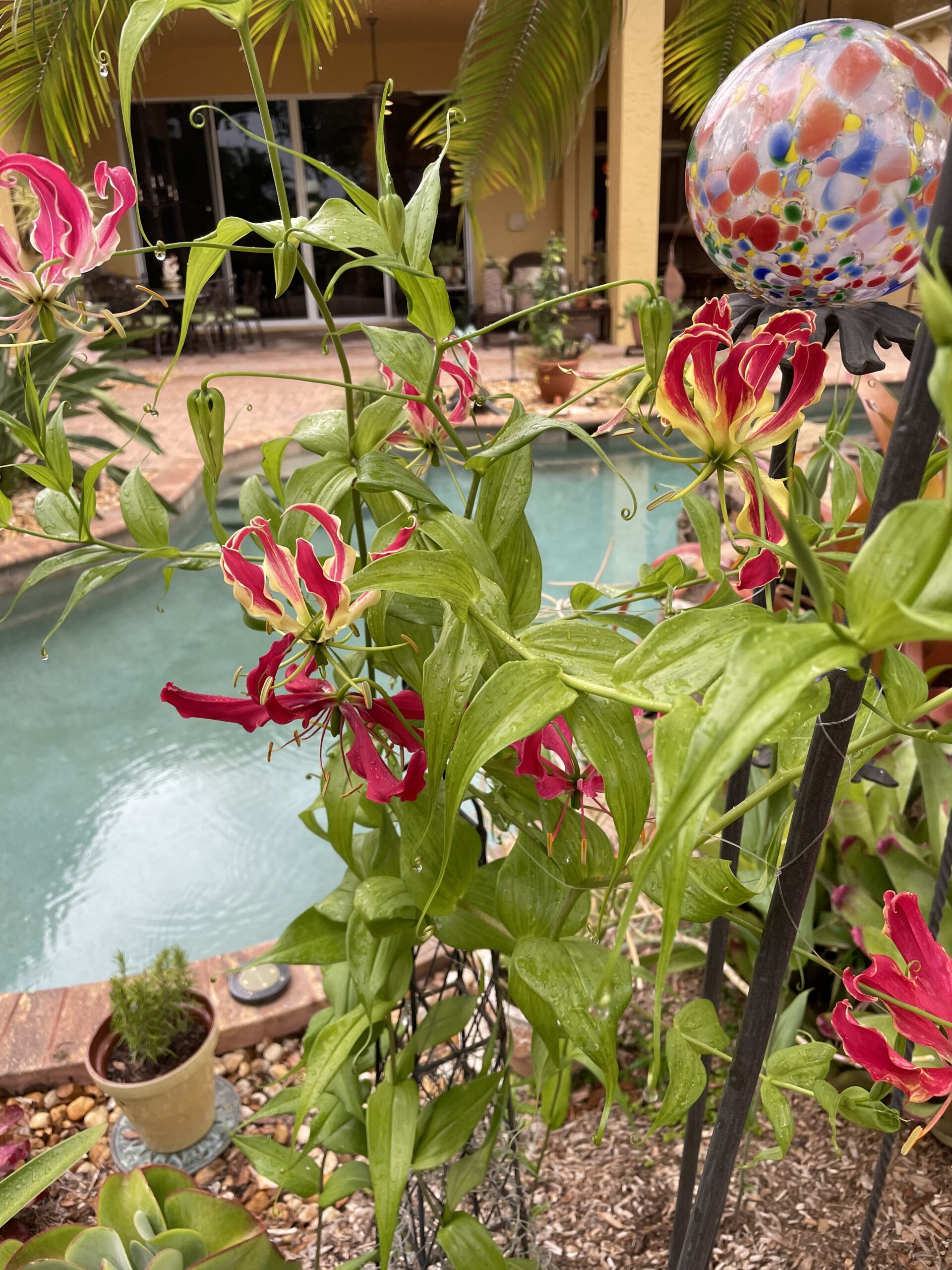 gloriosa lilies